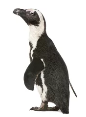 Afwasbaar Fotobehang Pinguïn Afrikaanse pinguïn, Spheniscus demersus, 10 jaar oud,