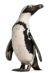 Afrikanischer Pinguin, Spheniscus Demersus, 10 Jahre alt,