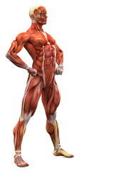 muscle man side view