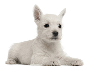 West Highland Terrier puppy, 7 weeks old,