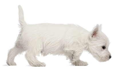 West Highland Terrier puppy, 7 weeks old,