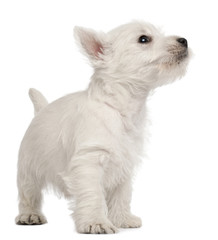 West Highland Terrier puppy, 7 weeks old