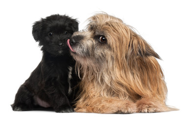 Pyrenean Shepherd and puppy licking, 3 years old and 6 weeks old