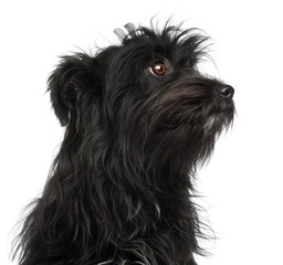 Close-up of Pyrenean Shepherd, 15 months old,