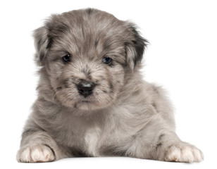 Pyrenean Shepherd puppy, 4 weeks old,