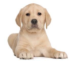 Labrador puppy, 7 weeks old, in front of white background