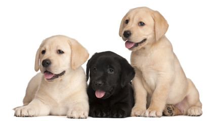 Three Labrador puppies, 7 weeks old,