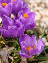 Close up of beautiful blue Saffron Crocus flowers