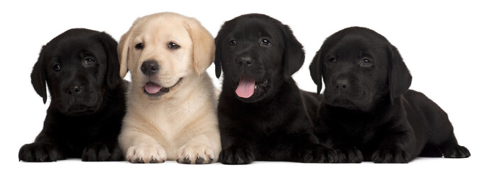 Four Labrador puppies, 7 weeks old,