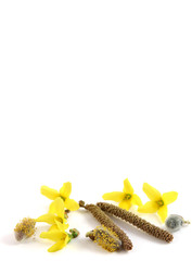 Forsythia, catkins and pussy willow, copy space for text
