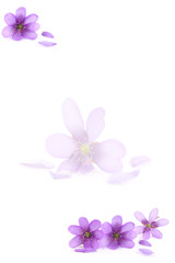 Obraz na płótnie Canvas Paper with blue flowers