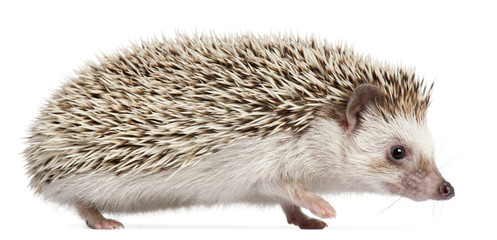 Four-toed Hedgehog, Atelerix albiventris, 6 months old,