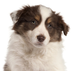 Close-up of Border Collie puppy, 2 months old,