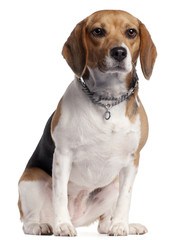 Beagle, 16 months old,