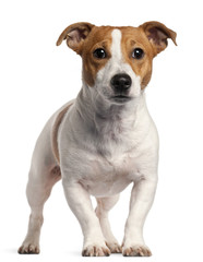 Jack Russell Terrier, 16 months old,