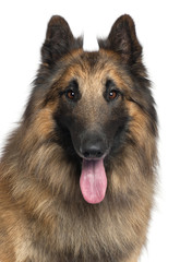 Close-up of Belgian Shepherd or Tervuren, 2 years old,