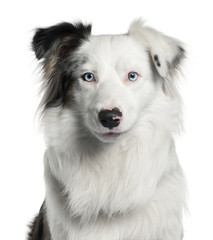 Close-up of Border Collie, 2 years old,