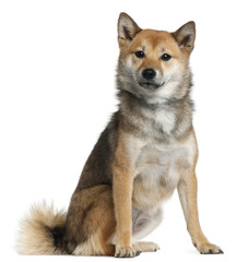 Shiba Inu, 1 year old, sitting in front of white background