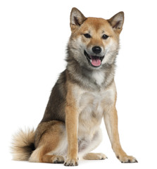 Shiba Inu, 1 year old, sitting in front of white background