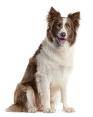 Border Collie, 2 years old,