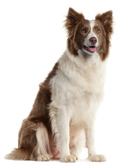 Fototapeta premium Border Collie, 2 years old,