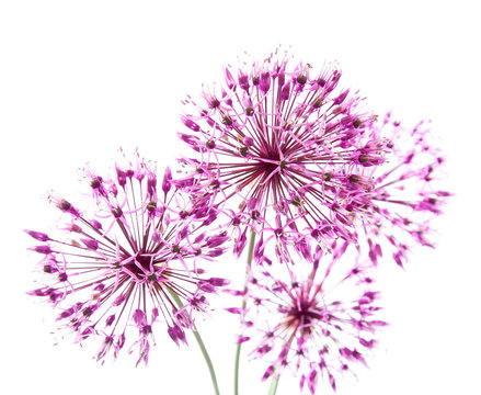 allium
