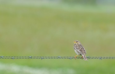 Triguero, Emberiza calandra.
