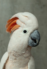 Parrot