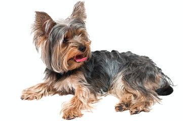 yorkshire terrier