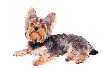 yorkshire terrier