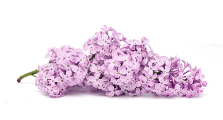 fresh purple lilac