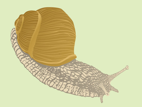 isolated snail on white background - illustration