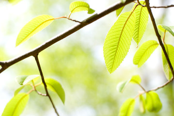 トチノキの幼木の新緑