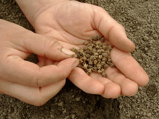 hand with beetroot seeds