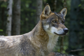 portrait of young wolf in the woods