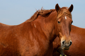 Naklejka premium Suffolk Punch Heavy Horses