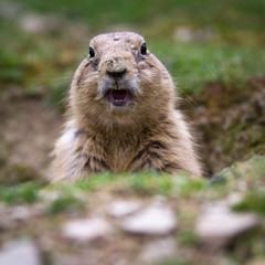 very cute black tailed prairie dog