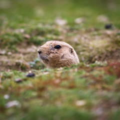 very cute black tailed prairie dog