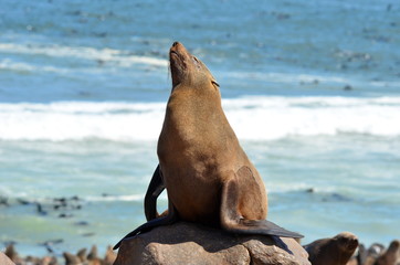 Fototapeta premium Cape Fur Seals in Cape Cross,Namibia,Africa