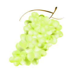 Ripe green grapes