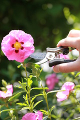 ciste, cistus crispus