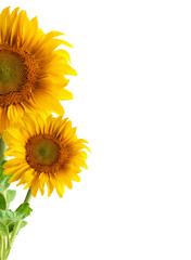 Obraz premium The beautiful sunflower