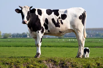 Gordijnen Cow © VanderWolf Images