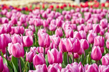 Pink tulips
