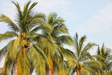 Palm trees, Laos.