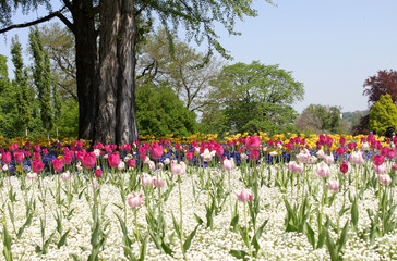 Tulpen