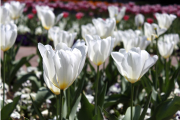 Fototapeta premium Tulpen