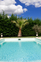 Palmier et vue sur la piscine