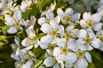Fototapeta premium Birnenblüten