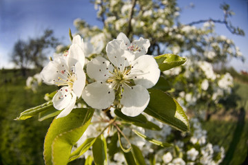 Birnenblüten